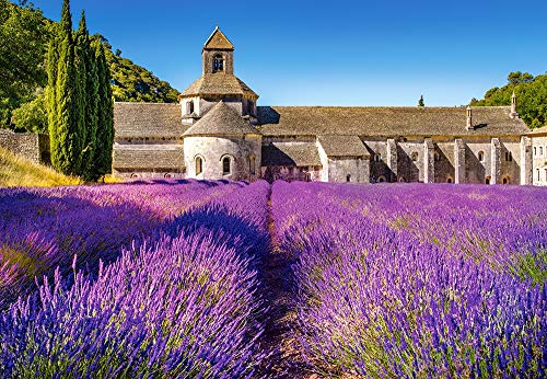 Castorland C-104284-2 Lavender Field in Provence,France, 1000 Teile Puzzle, bunt