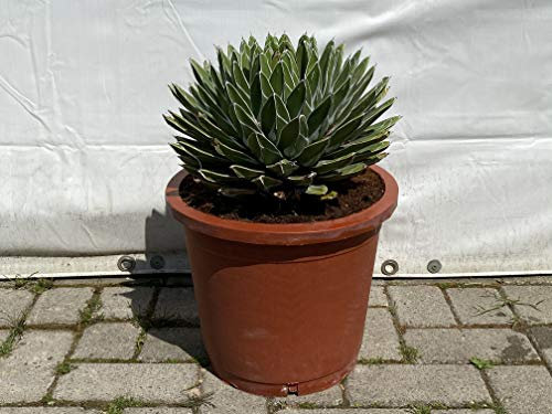 Tropictrees - Agave Victoria Reginae - 40/50cm - Queen Victoria Agave