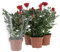 KENTIS - Kit 4 Piante di Rose Rosse - Piante Vere da Esterno Fiorite - Pianta da Balcone Giardino Terrazzo Ornamentali - Sempreverde - Vaso Ø 12 cm