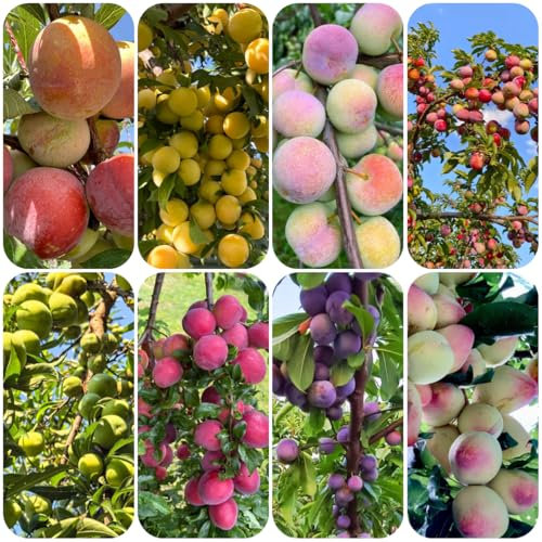 semillas resistentes de ciruelo Plantas de balcón con frutos en forma de columna, árbol frutal decorativo Plantas en maceta resistentes al aire libre Semillas de frutas, plantas 50pcs