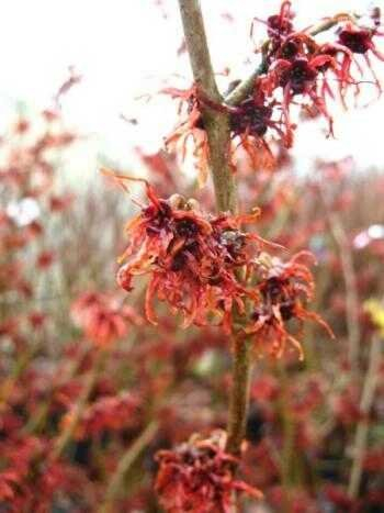 rot blühende Zaubernuss Hamamelis intermedia Feuerzauber 60-80 cm hoch im 5 Liter Pflanzcontainer