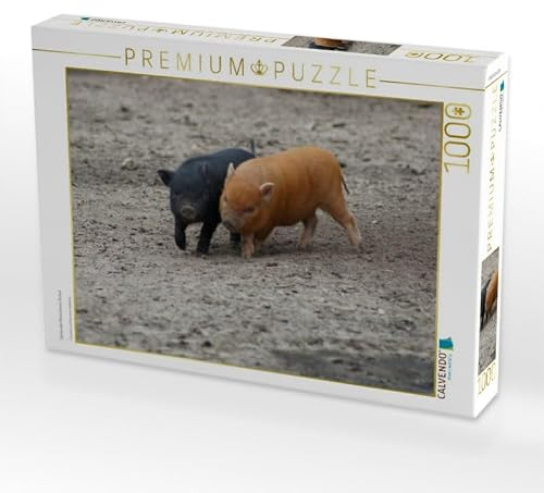 CALVENDO Puzzle Spielende Minischwein Ferkel | 1000 Teile Lege-Größe 64 x 48 cm Foto-Puzzle für glückliche Stunden
