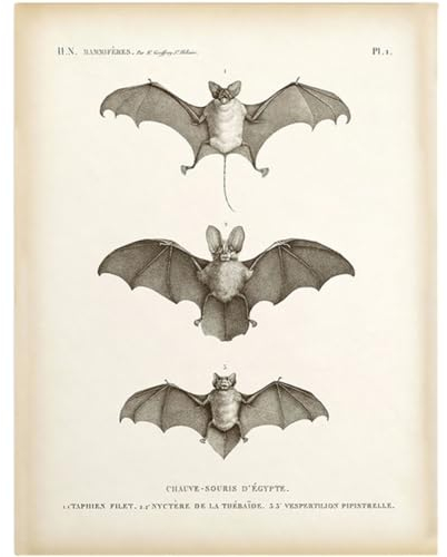 Wudaizhi Vintage Bat Print Antique Tiermalerei Fledermaus -Zeichnung Poster Wandkunst Dekoration Leinwand Kernmalerei Kern für Zuhause