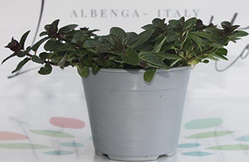 Menta pianta di menta cioccolato su vaso cm 14 in confezione da 2 piante