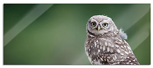 Pixxprint Glasbild Panorama, Wandbild aus Echtglas, Kleine Eule auf Baum, 120x50 cm, inkl. Aufhängung und Abstandshalter