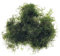 K2AQUA - 20 Grams Java Moss (Taxiphyllum Barbieri) Live Aquarium Plant for Freshwater Fish Tank Easy to Grow Low Maintenance Shrimp Safe Planted Tanks Natural Decoration and Water Purifier