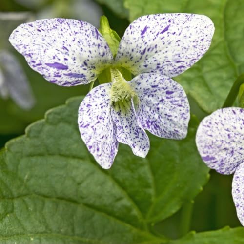 Viola sororia 'Freckles' – Unusual Speckled Violet Flowering Plant | Hardy Spring & Summer Perennial | Compact Ground Cover for Containers, Rockeries & Borders 9cm Pot x1 by Thompson & Morgan