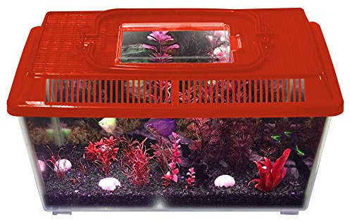 Innova Plastic Transparent Red 1.2L Terrarium Box, Container Aquarium Tank