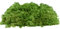 INMO Moos - Islandmoos echtes Natur Moos konserviert 2 KG Waldgrün. Dekomoos zum Basteln, Moosbild, Wand-Bilder, Wanddeko, Modellbau weitere Farben und Mengen zur Auswahl 40g - 500g 1 KG - 4 KG