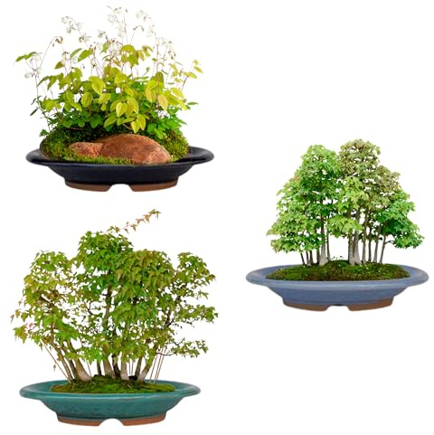 Generisch BIOMATA Bonsai Schalen aus Keramik für Mame und Shohin 15,5x12,3x2,9cm | 3er Set Ovale Schalen | Wetterbeständige Bonsai Töpfe | Keramik Pflanzschalen mit Drainage | Baum Nicht enthalten