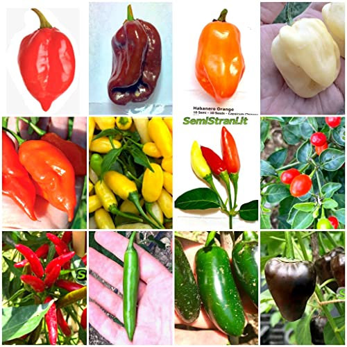 120 Semi di Peperoncino nelle 12 Varietà più Gustose e Piccanti del Messico, COLLEZIONE MESSICANA + Guida: HABANERO di 6 TIPI, TABASCO, CHILTEPIN, SERRANO, JALAPENO, ARBOL e CHILHUACLE