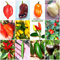 120 Semi di Peperoncino nelle 12 Varietà più Gustose e Piccanti del Messico, COLLEZIONE MESSICANA + Guida: HABANERO di 6 TIPI, TABASCO, CHILTEPIN, SERRANO, JALAPENO, ARBOL e CHILHUACLE