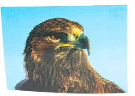 Cornelißen naTierliche Geschenke Cornelissen 3D-Postkarte Steinadler, Wackelkarte Hologrammkarte, Ansichtskarte und Grußkarte, Vogel- und Greifvogelmotiv, 16 x 11 cm