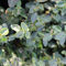 24 x Kriechspindel 'Dart's Blanket' - Euonymus fortunei 'Dart's Blanket' Topf 9x9cm, für 3m² : Ein beeindruckender Bodendecker mit herbstlichem Violett-Rot
