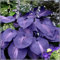 Rizoma hosta, Bulbos Perennes, bulbos de hosta, Rizoma di Hosta, Sanas, Plantas raras, Plantas raras, Winterharte-6 Rizoma-C