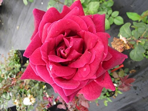 Edelrose - Rosa Duftfestival® - Teehybride - Duftrose der Provence - Meilland Rose