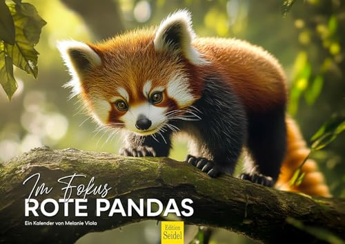 Edition Seidel Premium Kalender Im Fokus Rote Pandas 2026 Format DIN A3 Wandkalender Tierkalender Asien Natur Tiere Panda Jungtiere Wildtiere Melanie Viola
