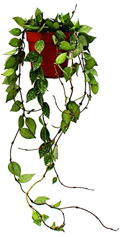 Exotenherz - Planta colgante de interior - Hoya krohniana esquimal - flor de porcelana - maceta de 12 cm