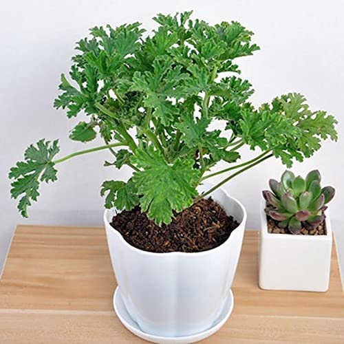 Saterkali Semillas repelentes de mosquitos, 100 Unids/set Semillas repelentes de mosquitos Semillas de plantas de citronela de hoja perenne llenas de sabor para el hogar Verde
