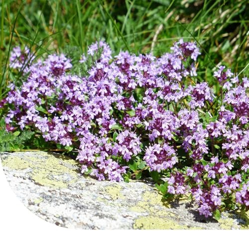 MRS Serpolet Thymus serpyllum - 20.000 graines (10 grammes) - Plante vivace couvre-sol - Vivace et indigène - Magnifiques fleurs rose-rouge/pourpre