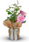 New Baby Girl Rose Bush - Gift Wrapped Rose Bush to Celebrate The Birth of a New Baby Girl - Arrives in a 3Litre Pot Ready to Plant (1 Plant)