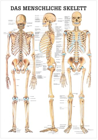Sport-Tec Das menschliche Skelett Mini-Poster Anatomie 34x24 cm medizinische Lehrmittel