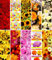 10 Flaschentüten Blumen Flaschentasche 33x10x9cm Flaschen Geschenktüten Geschenktaschen