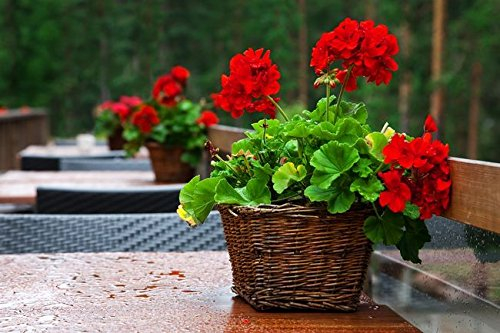 Rot Geranien Samen - Pelargonium