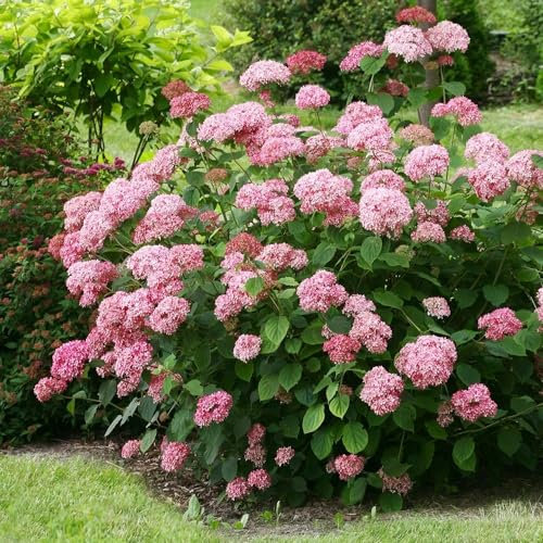 Plant Theory Pink Annabelle Sevenbark Hydrangea Arborescens Shrub Plant 3L Pot