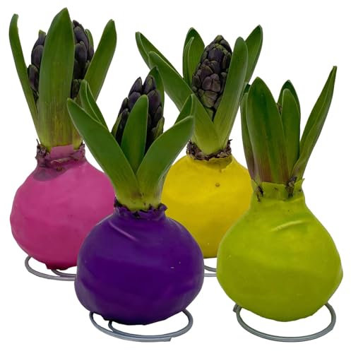 Hyazinthe in Wachs, Farben zufällig, Frühlingsfarben, 4er-Set