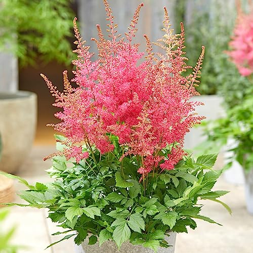 Astilbe Sunny Day Garden Plant | Perennial Plants Outdoor Garden Ready for Bedding Borders Patio (9cm Pot, 10-20cm)