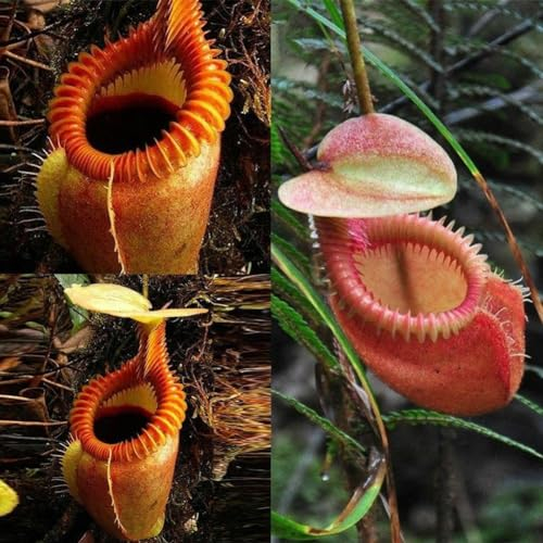 Luojuny Nepenthes Seeds, 120 Stück Nepenthes Seeds Garten Balkon Dach Bonsai Fleischfressende Kannenpflanzen Nepenthes-Samen
