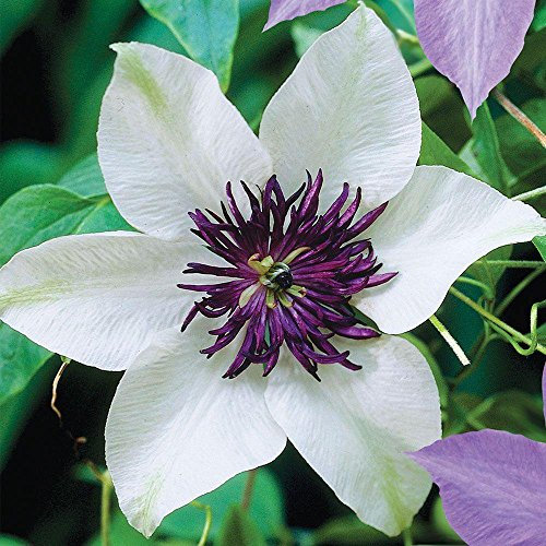 50 weiß-lila Clematis-Samen, große Blüten, kletternde, mehrjährige Gartenblumen