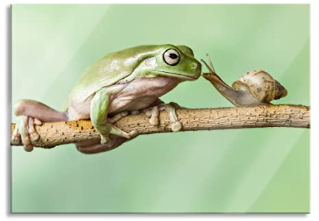Pixxprint Glasbild, Wandbild aus Echtglas, der Frosch und die Schnecke, 60x40 cm, inkl. Aufhängung und Abstandshalter