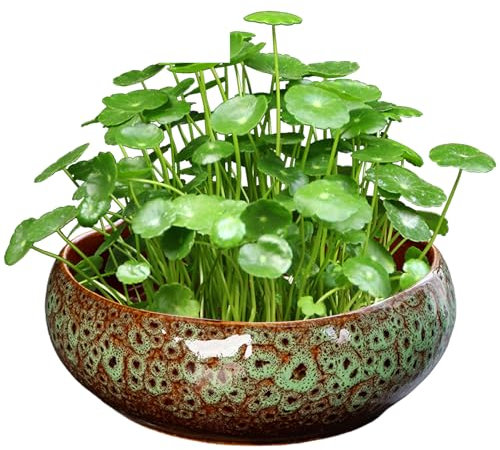 SMELEYOU Bonsai Schale für Lotusblume Blumenförmige Blumenschale Keramik Bonsai Topf Flacher dekorativer Hydroponic Pflanzer ohne Abfluss für Wasserlilie Pflanze Sukkulente (Grün)