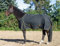 jw reitsport Winterdecke 600denier, 300g schwarz 155cm