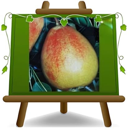 Birnbaum Birne Cocomerina - Obstpflanzen antik auf Blumentopf einer Vase von 20 - Baum max 170 cm – 2 Jahre Anbau Italien