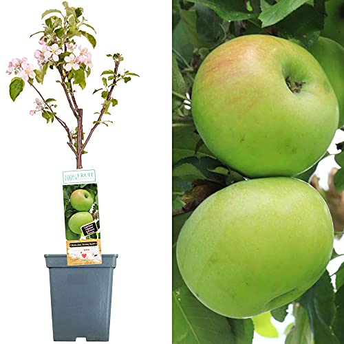 Collection d'arbres fruitiers pour patio | Fruits variés | Idéal pour petits jardins | 2-3 pieds