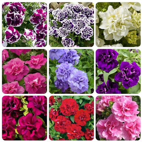 250+ Mixed Petunia Hybrida Flower Seed for Planting Outdoor Non GMO