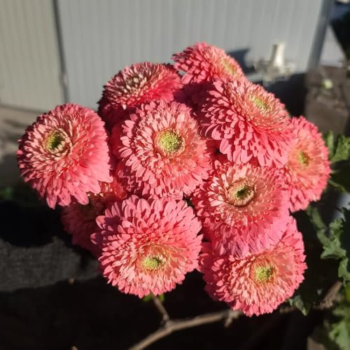 Gerbera samen、 gerbera pflanze samen、 bonsai topf、schnittblumen samen winterharte kübelpflanzen、Dekorative Pflanzen garten deko、dekoration wohnzimmer balkonpflanzen、gartenblumen 300pcs