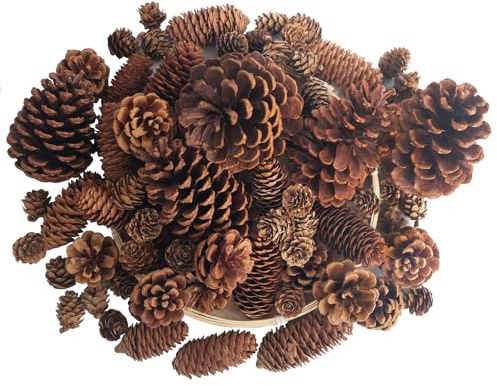 Senlwod 50 Stück Natürliche Tannenzapfen für Weihnachten, Mini-Herbstdekorationen, Ornamente, Großpackung, kleine Tannenzapfen für Heimwerker, Handwerk, Erntedankfest, Herbst, Winter
