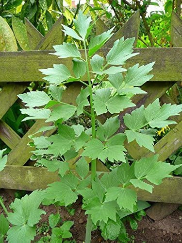 20 Graines Semences - Livèche - Ache de montagne - Liveche herbe Aromatique - 125