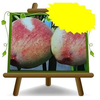 EURO PLANTS VIVAI Pesco Pesche a Polpa Bianca Cesarin - Pianta da Frutto Antico Resistente alla Bolla su Vaso ø 24/26 cm - Altezza 170~200 cm- Età 4 Anni