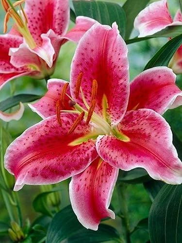 CSL sunrise Lilie Stargazer Rosa, 10x Zwiebeln, Lilium bis 100 cm, winterharte und mehrjährig Lilienzwiebeln, Blumenzwiebeln, bienenfreundlich