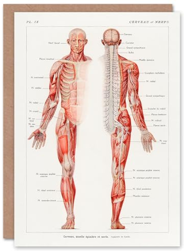 Artery8 Galtier Boissiere Art Card Human Nervous System Vintage Illustration