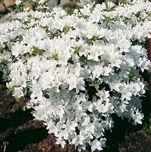 Japanische Azalee Kermesina Alba 20-25cm - Rhododendron obtusum - Zwerg Alpenrose - lebende Gartenpflanze aus den Baumschulen