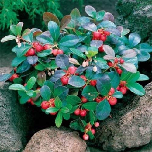 50 Semi Wintergreen (Gaultheria Procumbens) Semi perennials