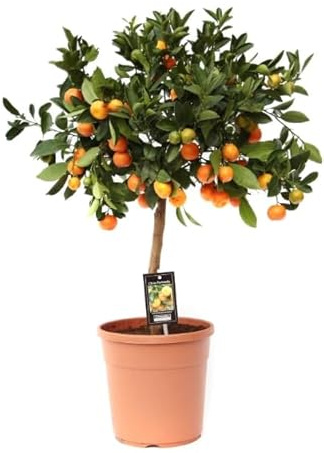 Mandarino Natural Perfecto para tu Balcón Frescura Cítrica en Espacios Pequeños
