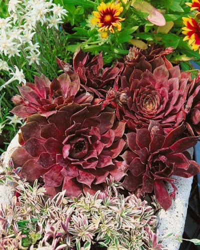 Sempervivum tectorum 'Othello' 9 cm Topf – Winterhart, Immergrün, Pflegeleicht – Dachwurz – Sukkulente für Steingarten & Kübel