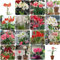 4 pcs amaryllis pflanze zwiebel - pflanzen deko frühlingsblumen zwiebeln,Hippeastrum rutilum zwiebeln, deko büro frühblüher zwiebeln hydrokultur pflanzen kräutergarten blumenzwiebeln